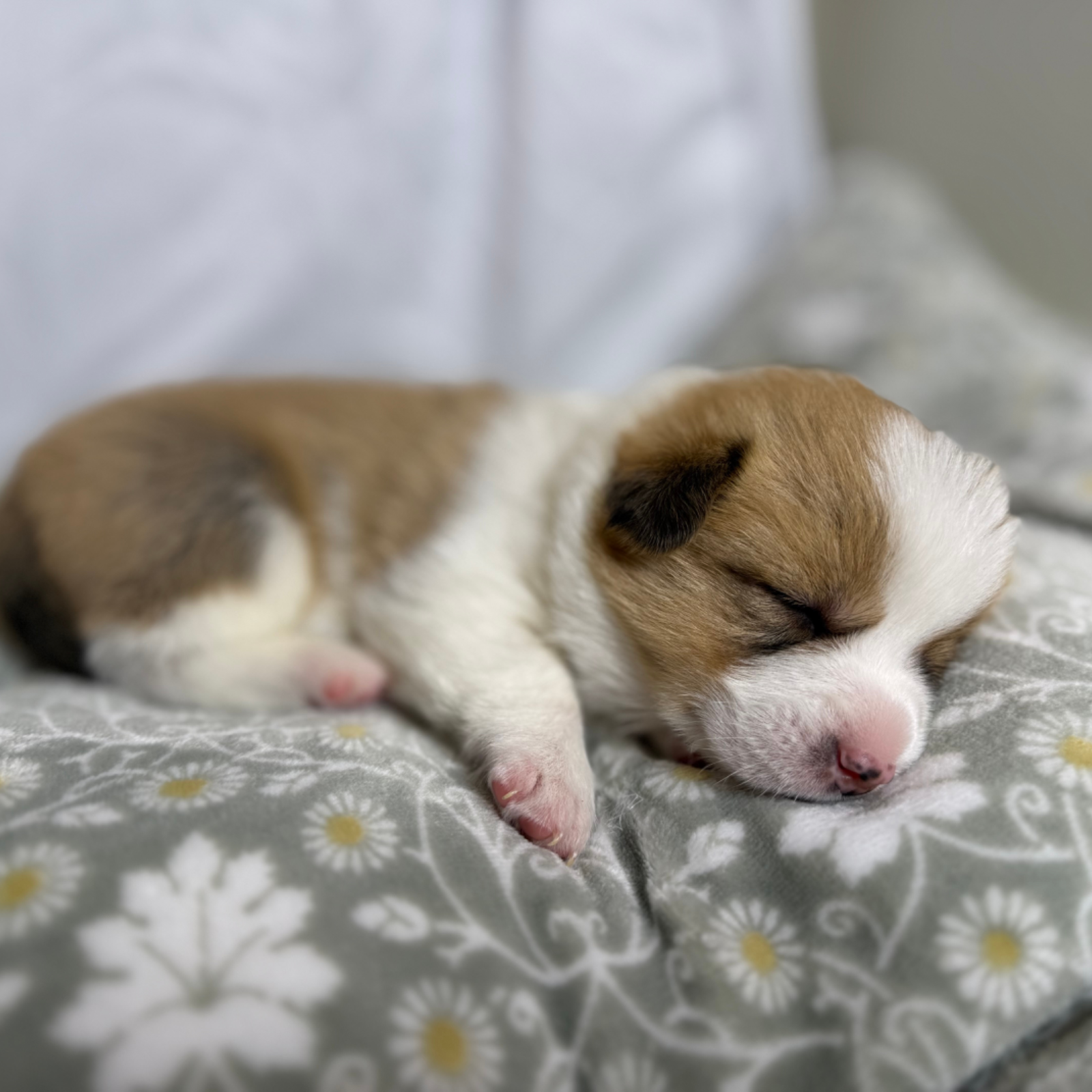 puppies from foley dachshunds available for sale