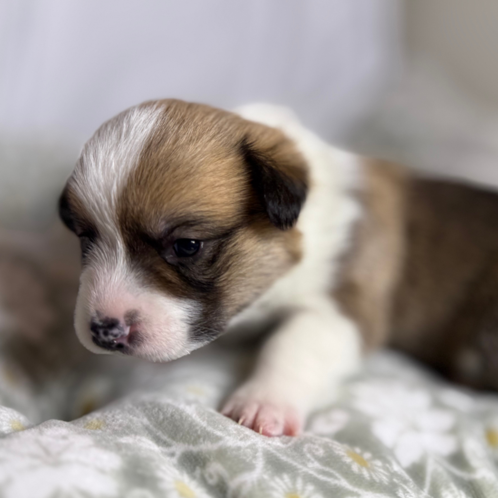 puppies from foley dachshunds available for sale