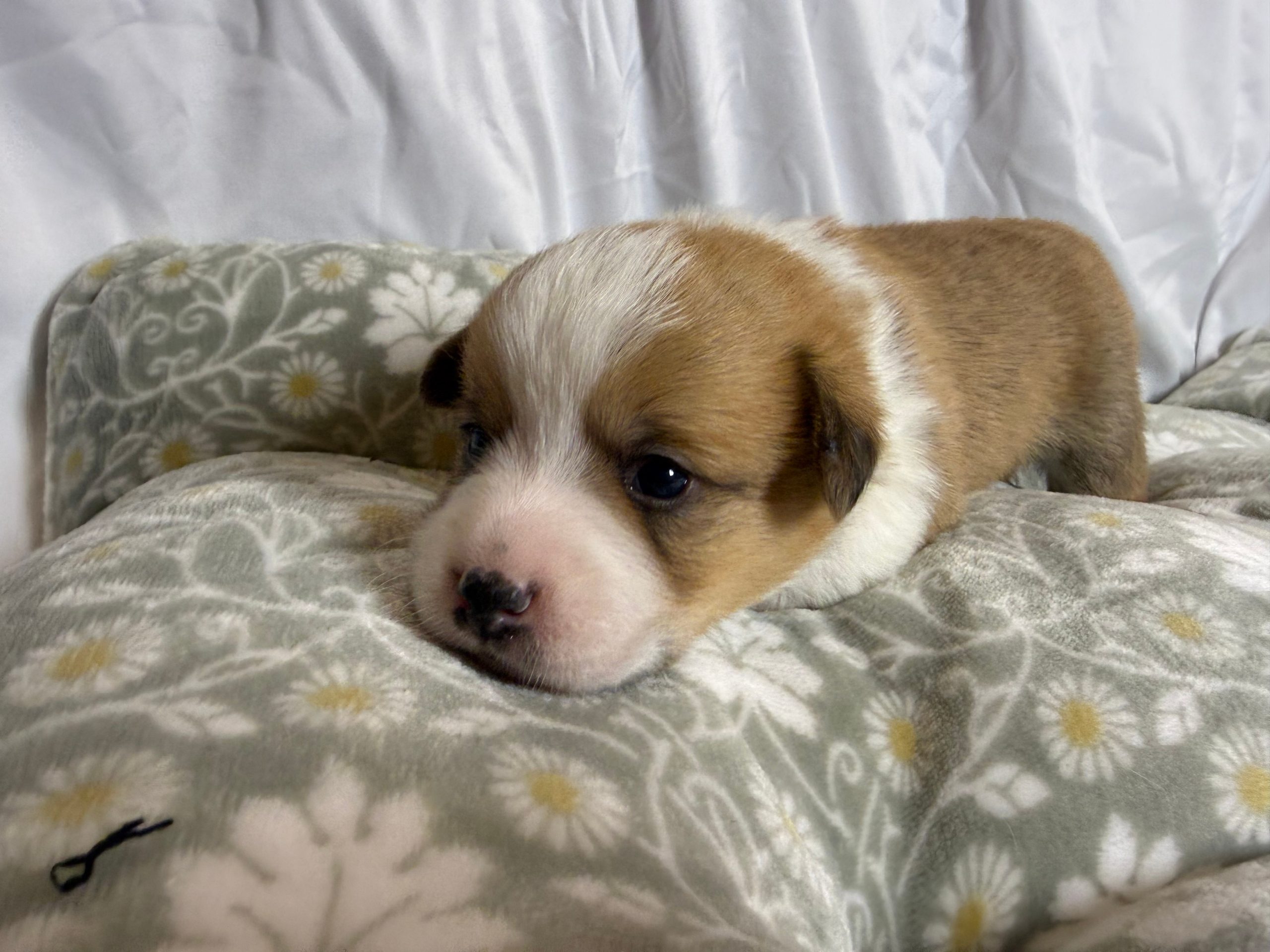 puppies from foley dachshunds available for sale