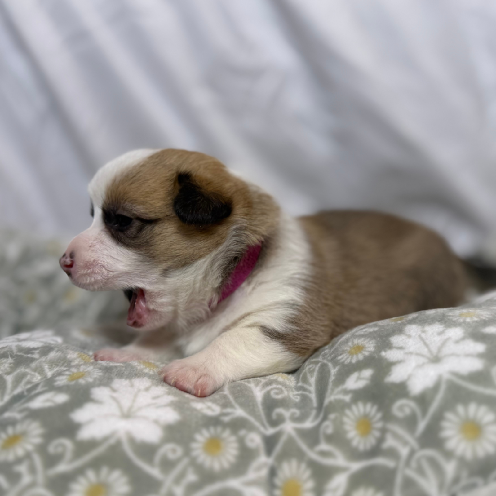 puppies from foley dachshunds available for sale