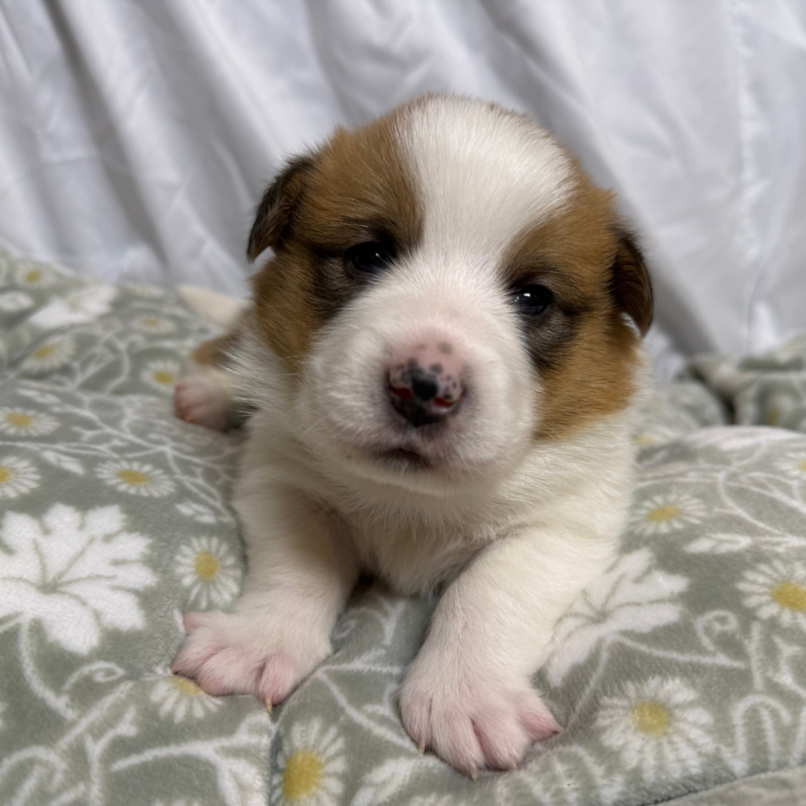 puppies from foley dachshunds available for sale